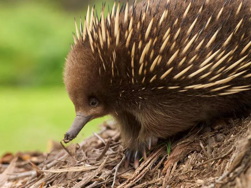 Echidna