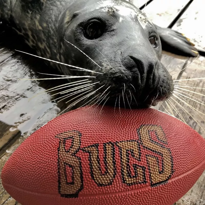 Gambit the Harbor Seal