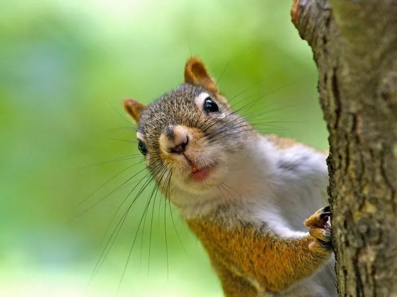 Squirrel