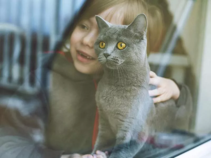 British Shorthair cat