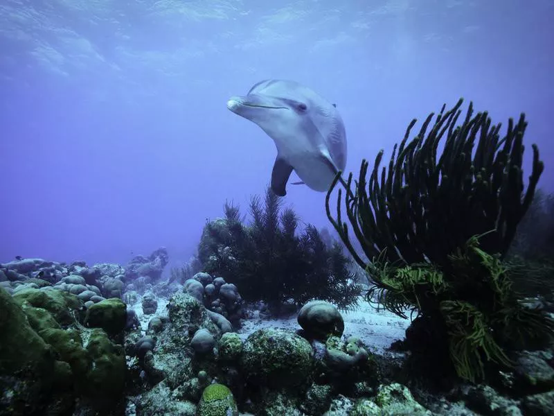 Curious Dolphin