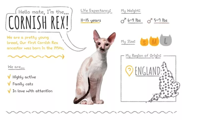 Cornish Rex Summary