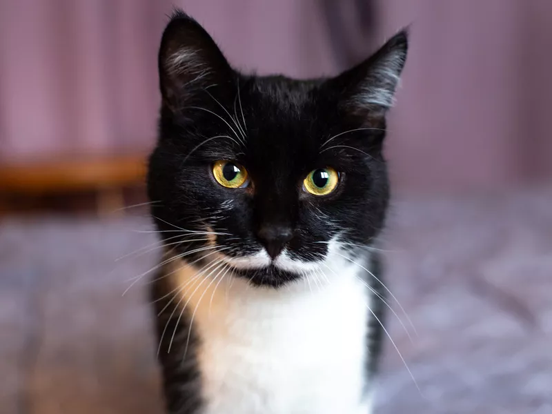 gorgeous black cat