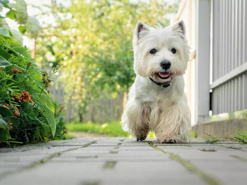 West Highland White Terrier