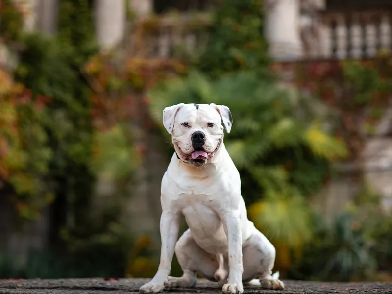 White american bulldog