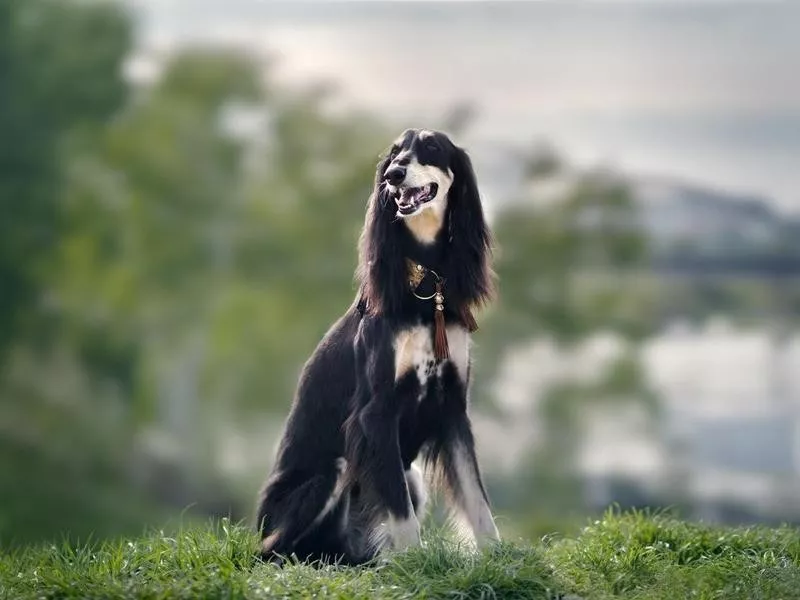 Low-maintenance Saluki dog