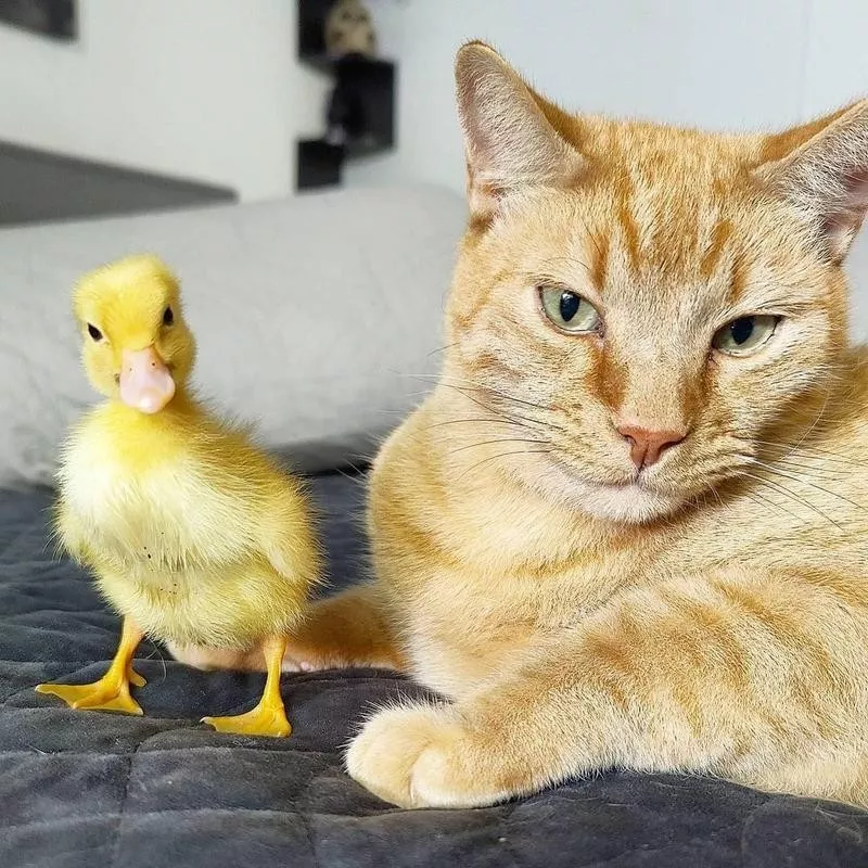 Cat and duck