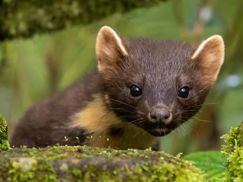 Pine Marten