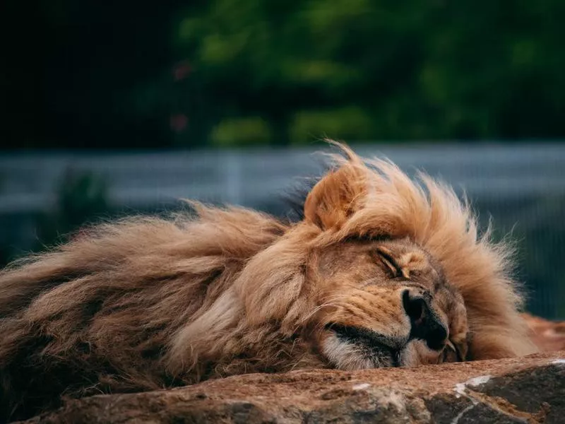 Sleepy Lion