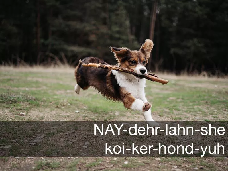 Nederlandse Kooikerhondje