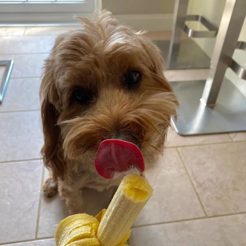 Cockapoo eating a banana