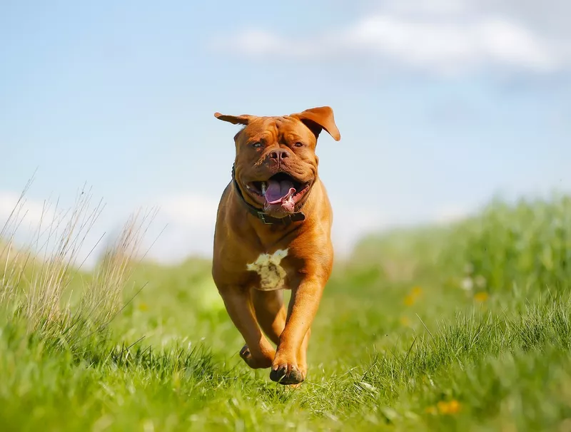 Bordeaux mastiff