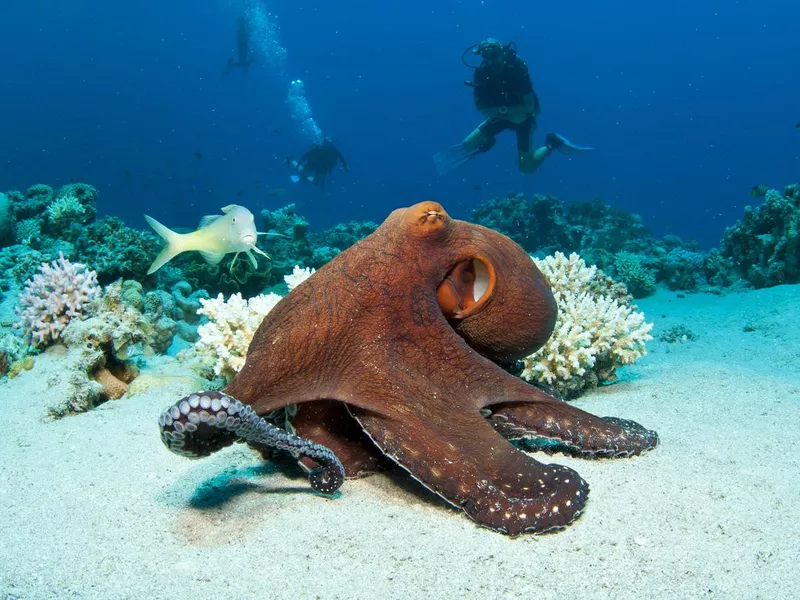 A large red octopus under the ocean