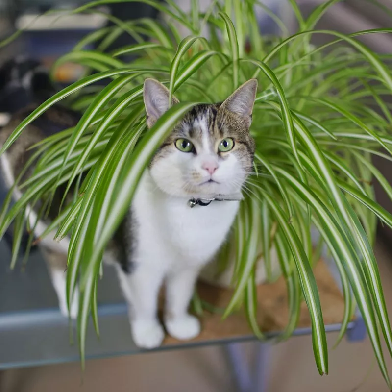 Spider Plants (Chlorophytum Comosum)