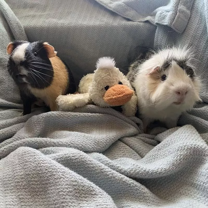 Guinea pigs