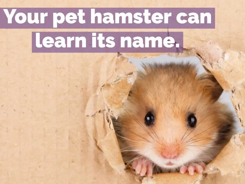 hamster