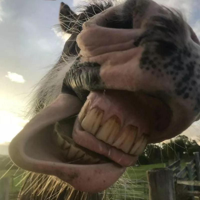 Up Close Shot of Horse Smiling