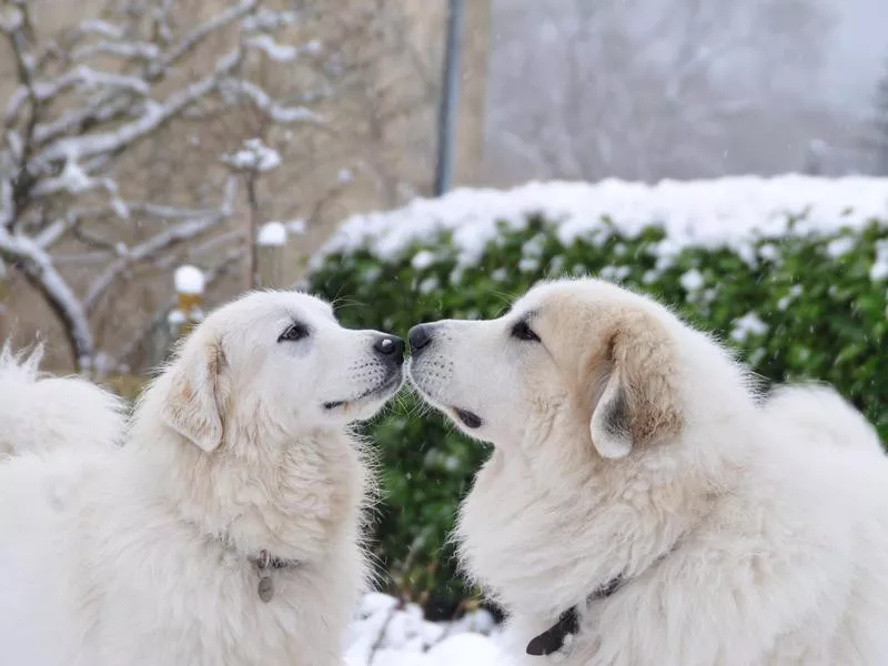 Great Pyrenees