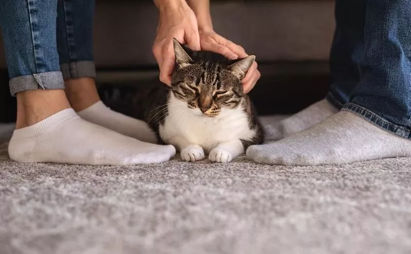 Two-Person Petting