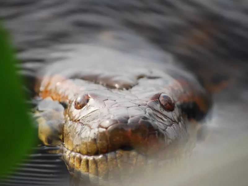 Anaconda