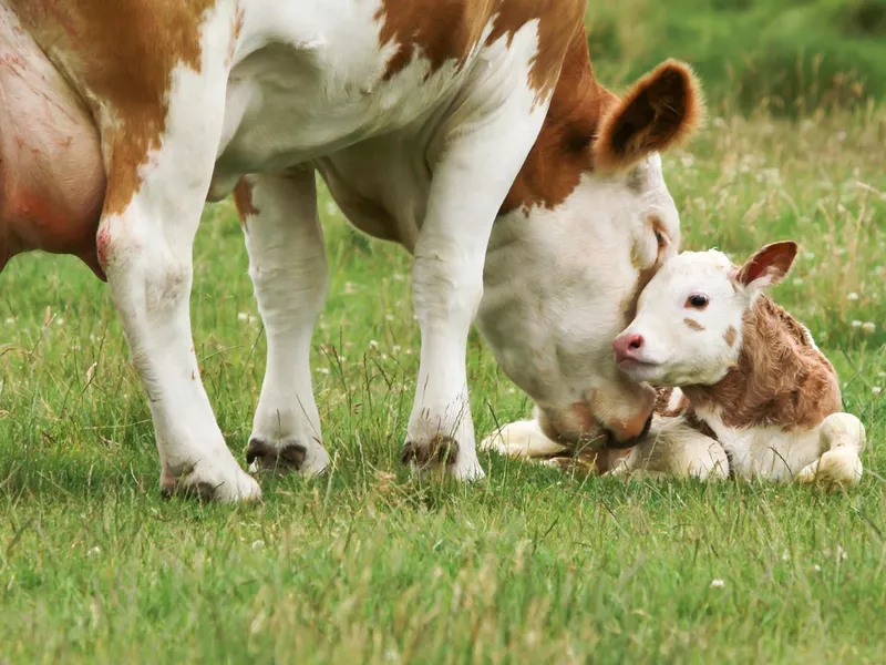 New Born Calf