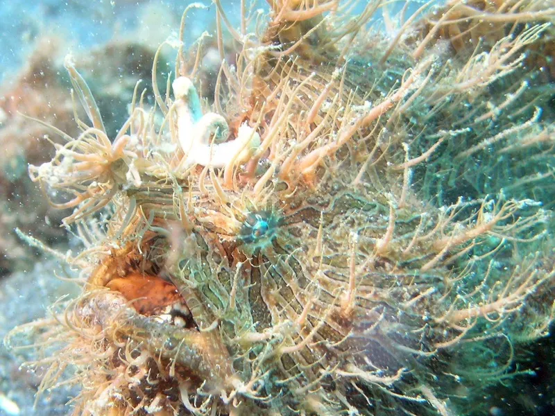 Striated frogfish