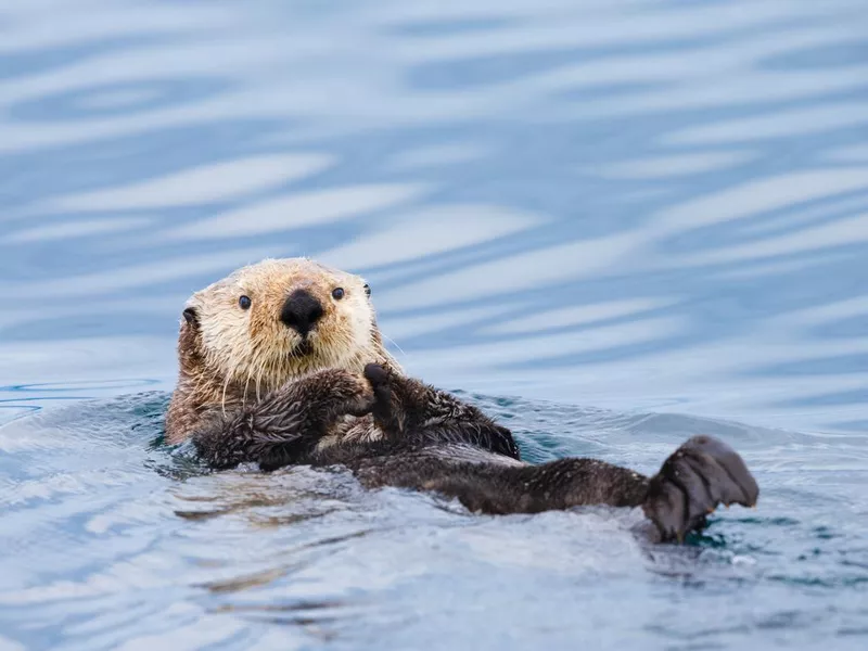 Sea Otter