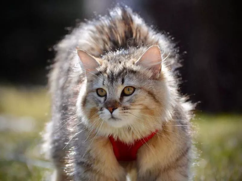 Pixiebob cat exploring outside