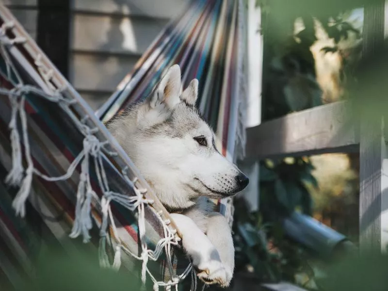 Siberian Husky