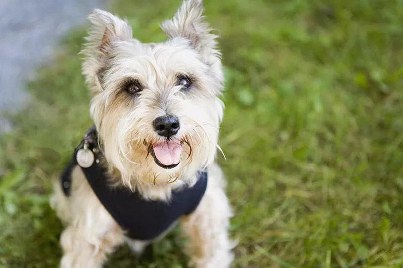 Cairn Terrier sitting