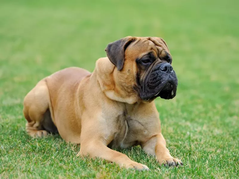 Mastiffs