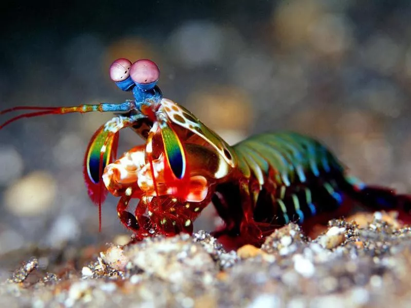 Mantis Shrimp