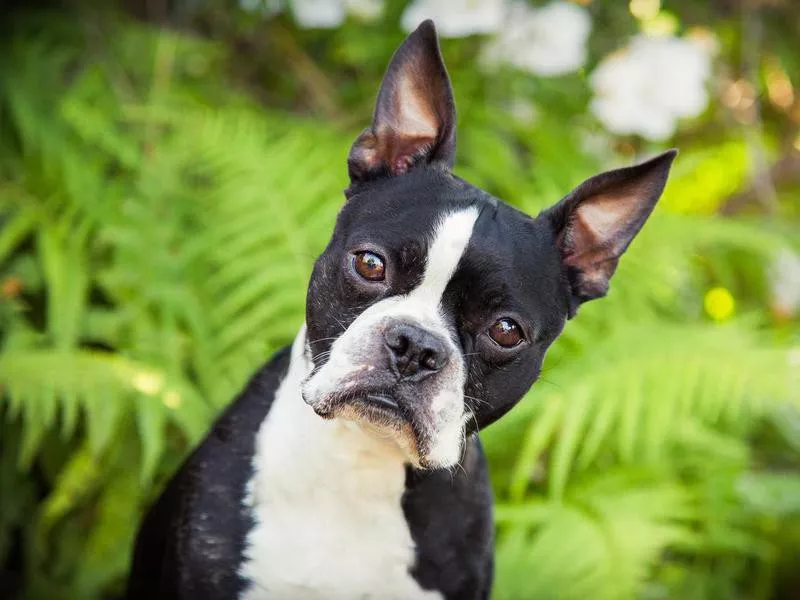 Curious Boston Terrier