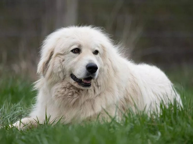 Great Pyrenees