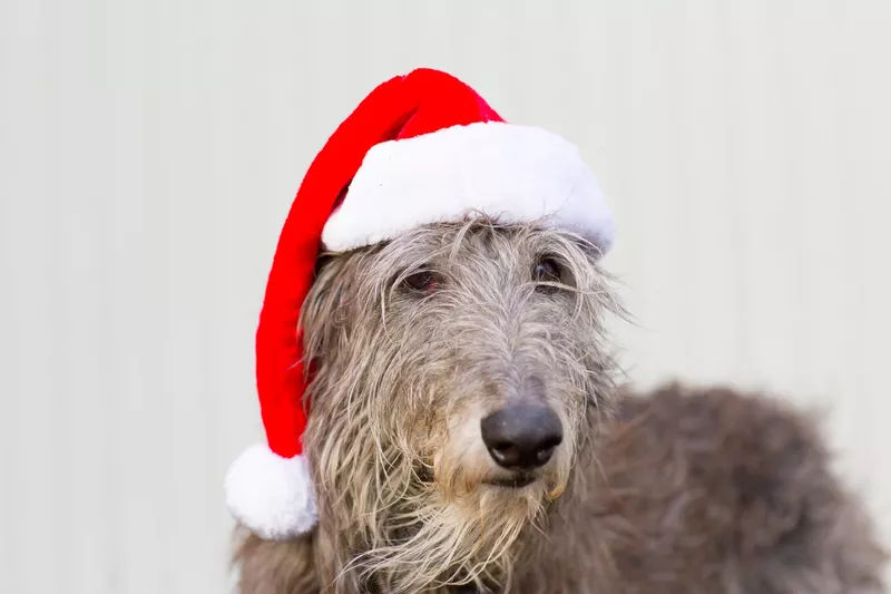 portrait of a scottish deerhound