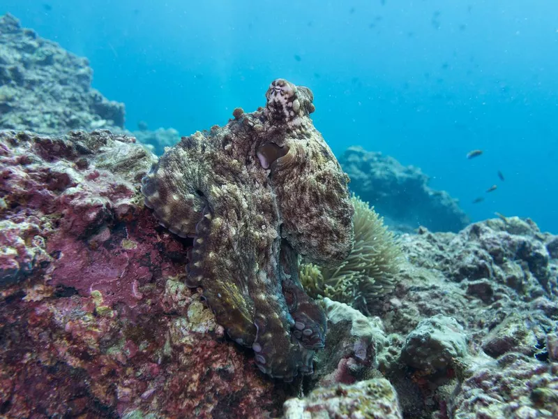 Reef Octopus