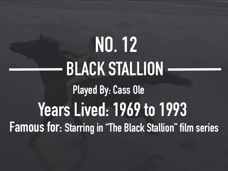 The Black Stallion