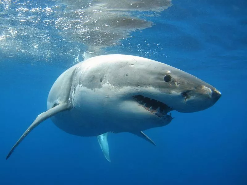 Great White Shark