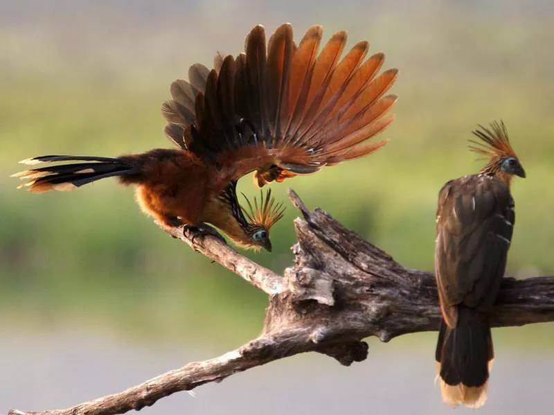 hoatzin