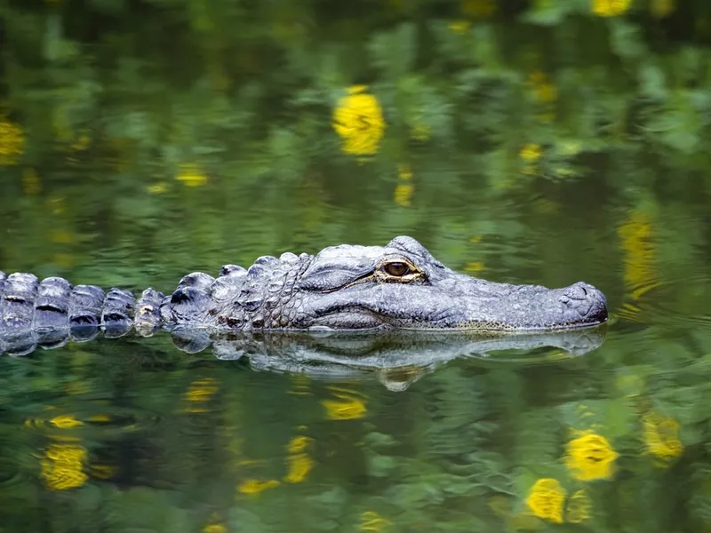 American Alligator Swimming in Everglades