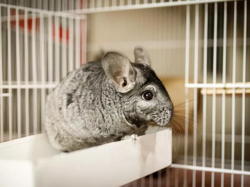 chinchilla