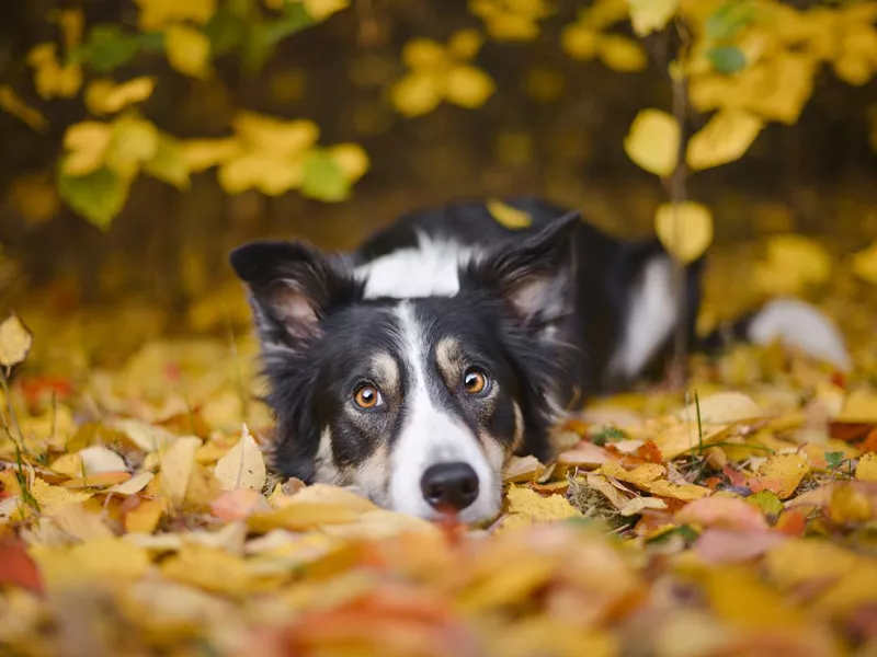 Border Collie and autumn colors