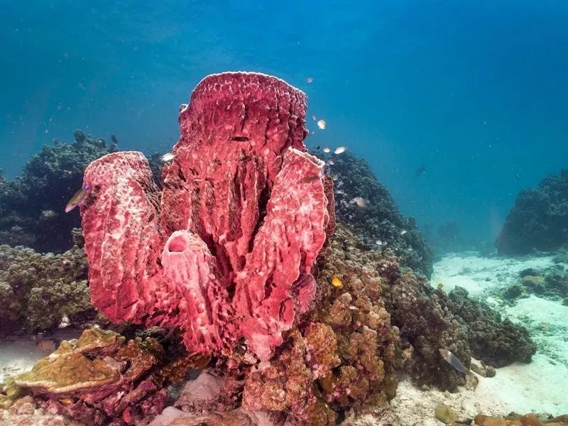 Giant Barrel Sponge