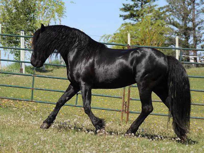 Canadian horse