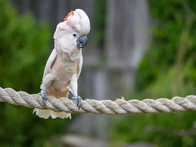 Umbrella Cockatoo