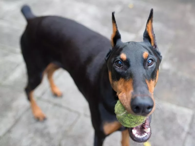 doberman