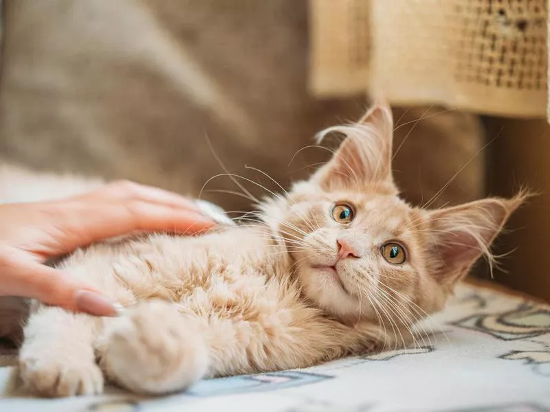 Maine Coon