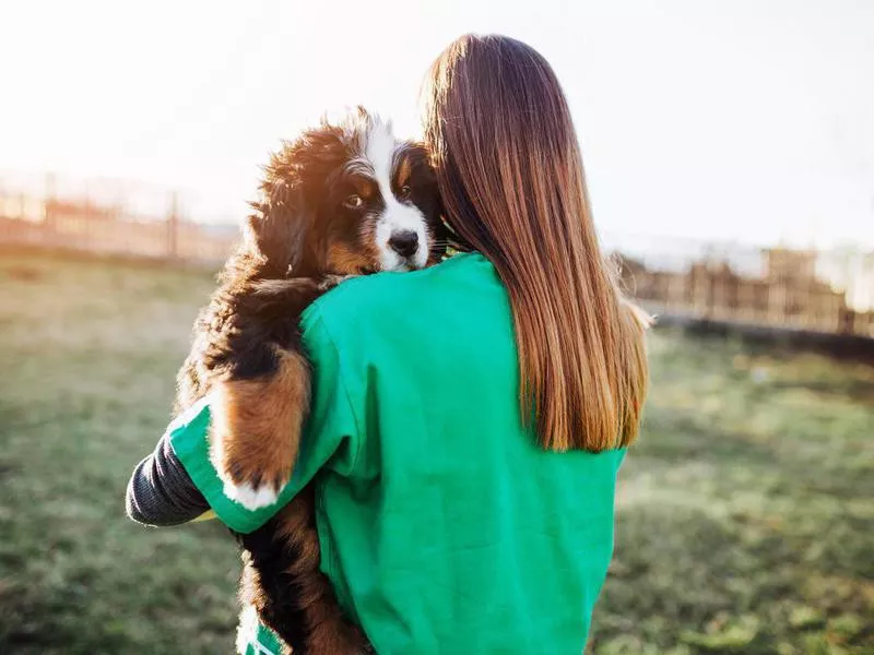 Bernese mountain dog