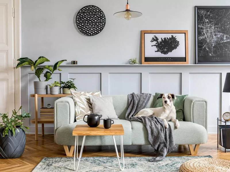 Dog resting on a couch