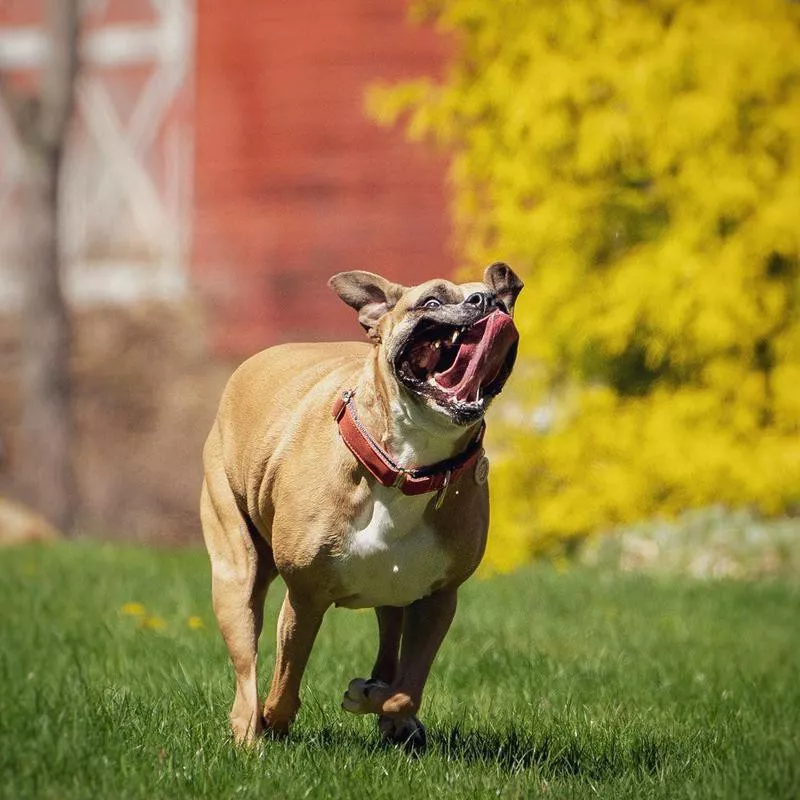 dog running